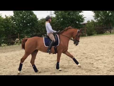 Donna Bella 11-jährige Stute v. Dauphin