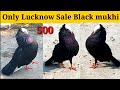 Fancy Kabutar Black Mukhi Breeder Nar Sale Lucknow !! Soldier Kabutar Lucknow New Video 2021