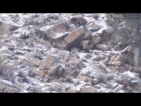 Himalayan Tahr's Fight for Breeding Rights - WILD Lahaul Spiti.