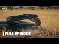 Extreme Snakes Of Africa Full Episode Nature Documentary