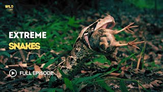 Download lagu Extreme Snakes of Africa | Evolution’s Deadliest Masters mp3
