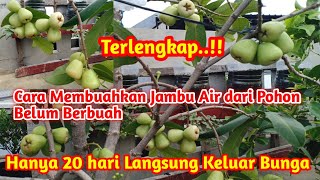 Download lagu Complete❗How to Produce Water Guava in Pots from Unfruitful Trees Until Flowers and Fruit Appear mp3 Download lagu Complete❗How to Produce Water Guava in Pots from Unfruitful Trees Until Flowers and Fruit Appear mp3