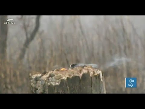 Incêndios no Pantanal: senadores cobram mais recursos públicos para órgãos de preservação ambiental