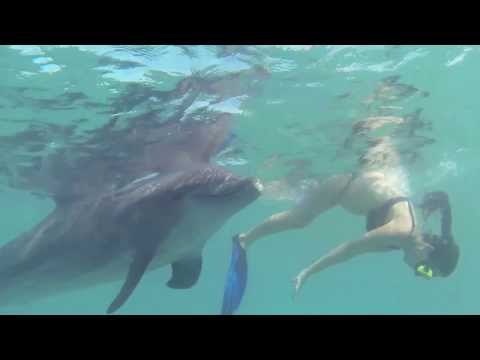 Pregnant Trainer Snorkeling with Dolphin