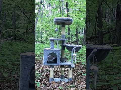 I left a CAT TOWER in the Woods...