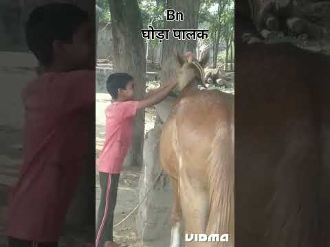 Banahi ka ghoda_ ghoda shavar Mohammad Ibrahim Lodi Mr dindong urf gulab in banahi