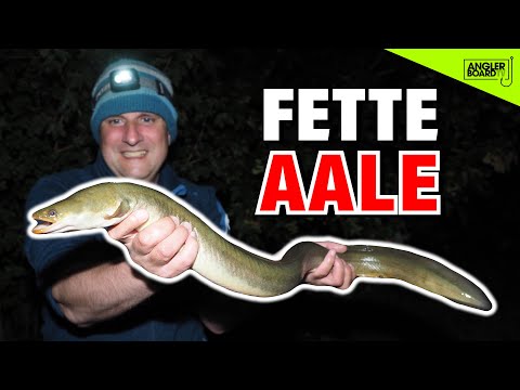 Aal angeln am See | Nachtangeln auf Aale | Montage, Köder, Tipps und Tricks zum Aalangeln mit Wurm