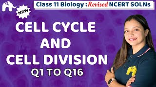 Cell Cycle and Cell Division Class 11 Biology | Revised NCERT Solutions | Chapter 10 Questions 1-16