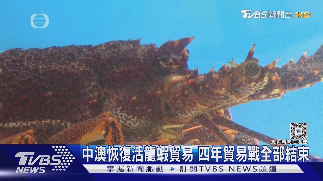 中澳恢復活龍蝦貿易 四年貿易戰全部結束