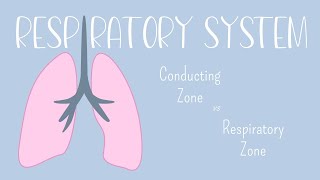 Respiratory System: Conducting Zone vs. Respiratory Zone