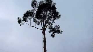 preview picture of video 'Kapunda tree climbing for removal'