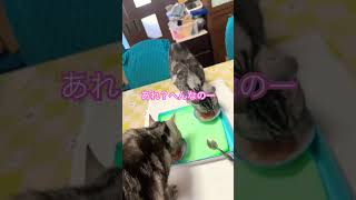 なかなか来ない姉妹猫❓