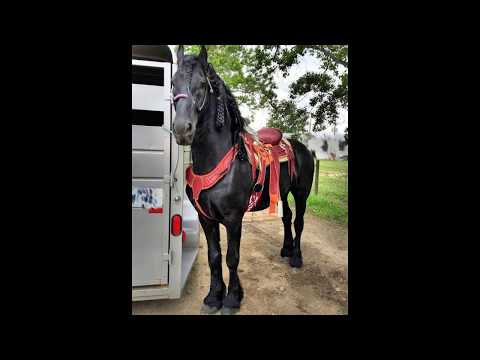 Puros Corridos de Caballos | Charro Avitia