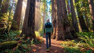 Hiking California's Redwood Backcountry (Part 1) | Ridge Ascent from Redwood Creek | 4K HDR