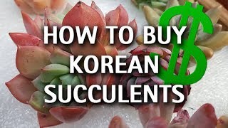 How to Buy Korean Succulents Online