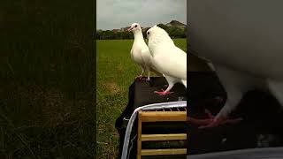 Download lagu merpati putih jambul mp3