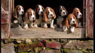 Cómplices - Deja que te odie