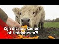 Gezond snacken met Galloways in Made - Brabants Buske