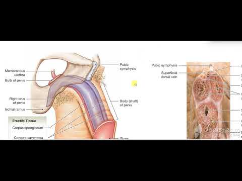Male reproductive system