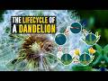 The Lifecycle Of A Dandelion