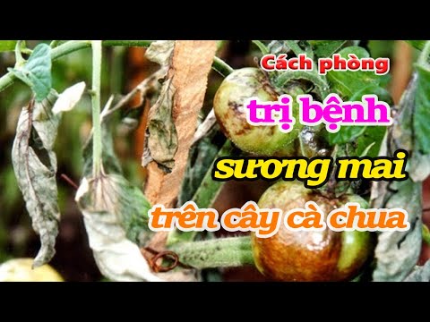 , title : 'Cách phòng trị bệnh sương mai trên cây cà chua'