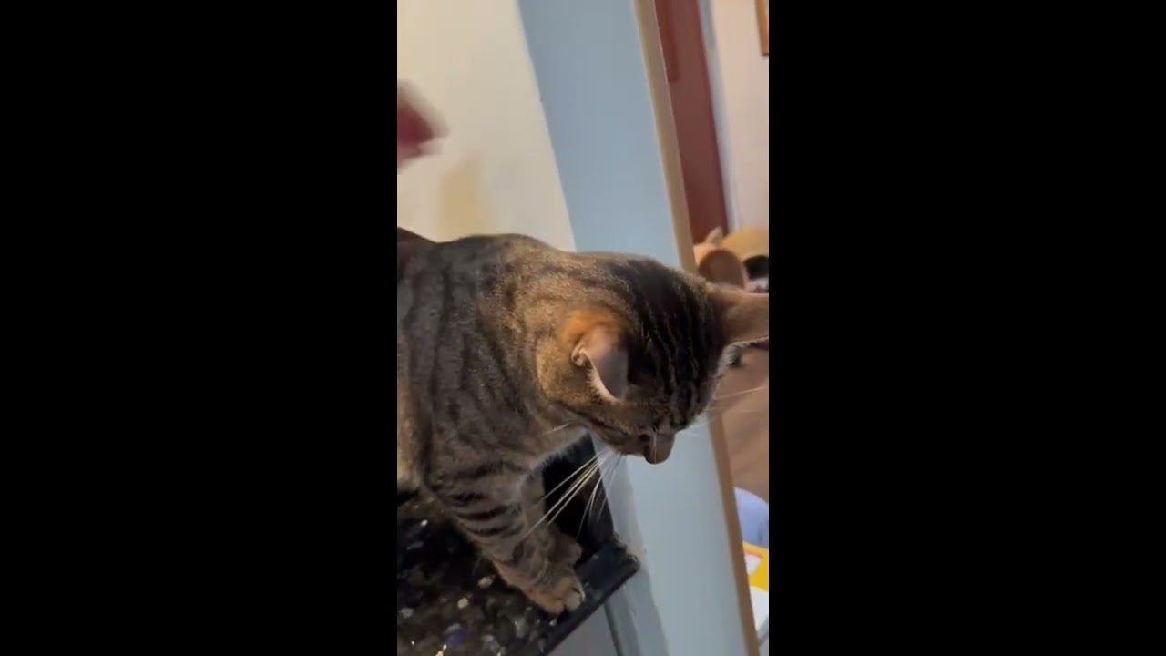 Enlarge Niko, a Adoptable Domestic Short Hair in Brooklyn, NY video 4/5