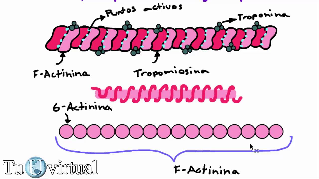 Fisiología - Contracción muscular (Parte 4) Actina, tropomiosina y troponina