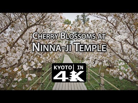 Beautiful Kyoto: Cherry Blossoms at Ninn