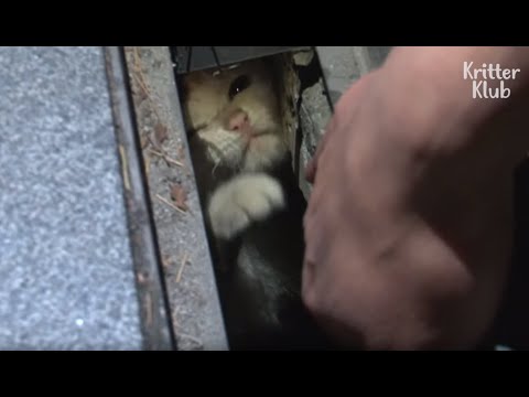 Kitten Stuck In A Narrow Pit Grabs Passengers To Play With Him | Kritter Klub