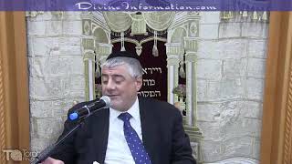מליון כלבים כבשו את ארץ הקודש - בבאר שבע