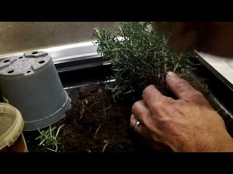 Rosmarin Bonsai und Stecklinge