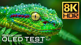 EPIC Animals for OLED Display Test | 8K HDR 120FPS Dolby Vision 4K Vid