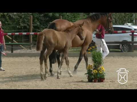 PLÖ016 Stutfohlen von Vagabond de la Pomme - Quinat - Capitol I