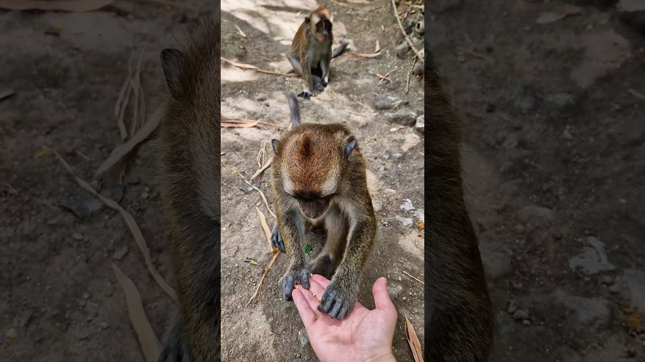 YouTube Short thumbnail