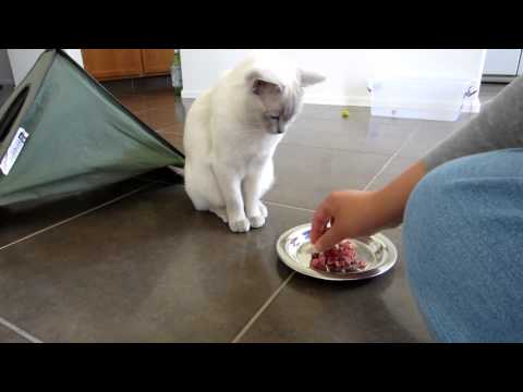 Tonkinese Kitties Get a Raw Food Treat Day [HD]