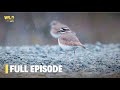 Saltmarshes Of Italy Full Episode Nature Documentary