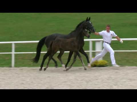 SF v. Indian Rock / Stedinger