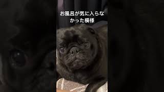 #パグ #おこりんぼ #しゃべる犬