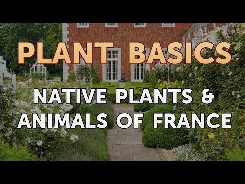download lagu mp3 mp4 Flowers Native To France, download lagu Flowers Native To France gratis, unduh video klip Flowers Native To France