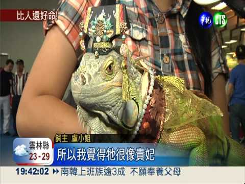 比人還享受... 寵物展"豐衣足食"!