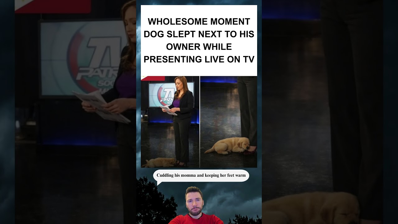 TV Reporter’s Puppy Steals the Show During Live Broadcast 🫶❤️