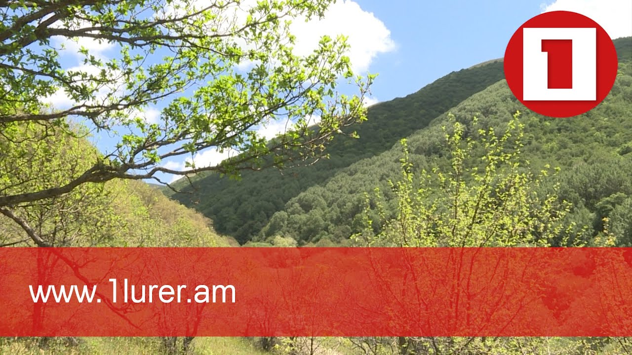 Կաղնին երկրորդ անգամ տերև է բացում. անտառներում ավիացիոն պայքարի արդյունքը