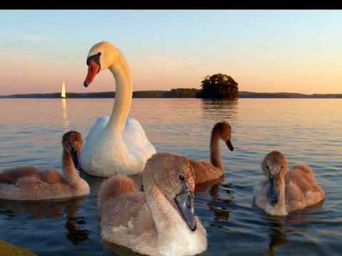 La natura meravigliosa - Merveilleux nature di Dina Filangeri