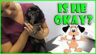 OUR NEW PUP HAS TO SEE THE VET | We Are The Davises