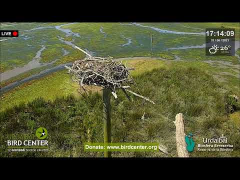Urdaibai Águila pescadora 20.06.2021 17:14 😥