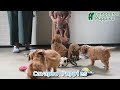 Cavapoo dogs for sale: Lincoln - Video 1