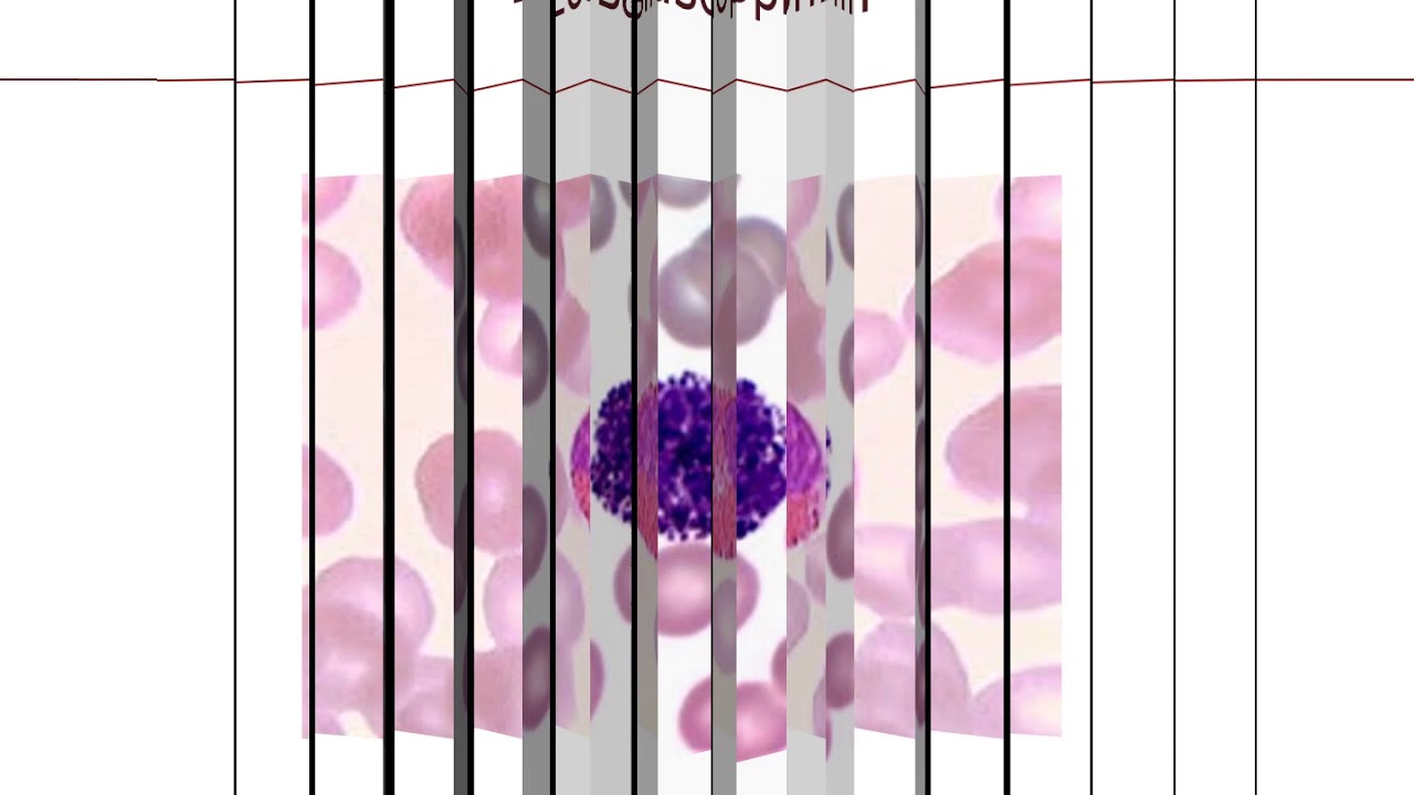 Chapter 1:   Introduction to Hematology