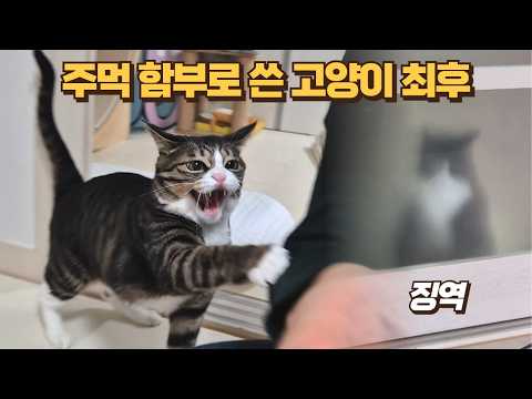 개보름 또 징역 갔습니다.. 큰언니 때려서 구속된 고양이 대반전 사건