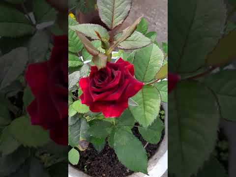 short video product