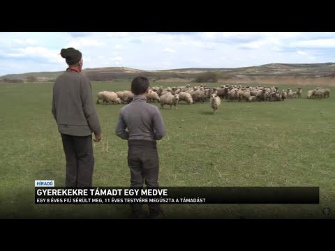 Gyerekekre támadt egy medve